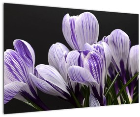 Tablou - Crocus violet (90x60 cm)