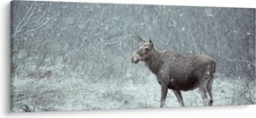 Tablou - Elan într-o pădure înzăpezită (120x50 cm)