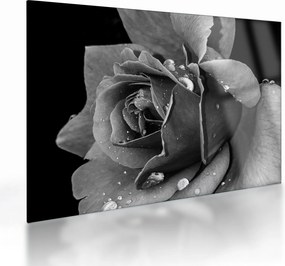 Tablou pe sticlă cu trandafir - albneagră (70x50 cm)