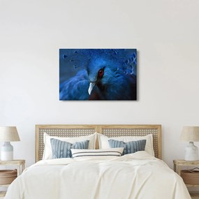 Tablou - Porumbel încoronat (90x60 cm)