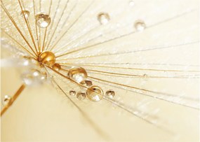 Tablou pe sticlă - Fotografie macro de păpădie (70x50 cm)