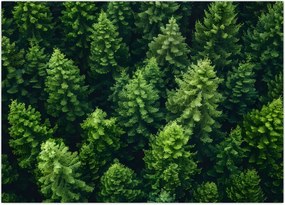 Tablou - Pădure (70x50 cm)