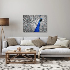 Tablou - păun albastru (70x50 cm)