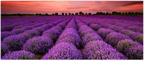 Tablou - Câmp de lavandă (120x50 cm)