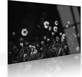 Tablou pe sticlă - Pajiște cu iarbă de cozonac N⁰1 (70x50 cm)
