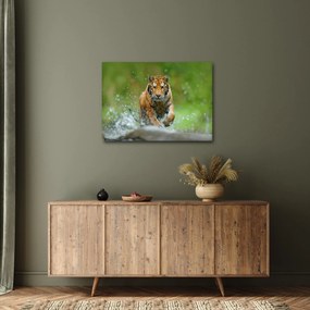 Tablou - Tigru care aleargă (70x50 cm)