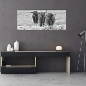 Tablou - Vaci scoțiene,alb-negru (120x50 cm)