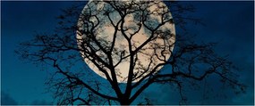 Tablou copacului cu lună plină (120x50 cm)
