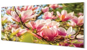 Panouri de sticlă magnolie roz