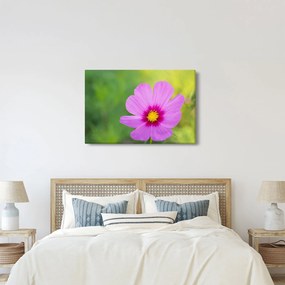 Tablou - floare de câmp (90x60 cm)