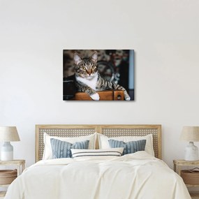 Tablou cu pisica (70x50 cm)