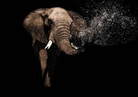 Fototapet - Elefant (254x184 cm)