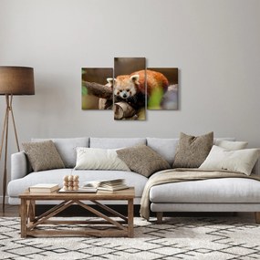 Tablou cu panda roșie (90x60 cm)