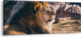 Tablou cu leul dormind (120x50 cm)