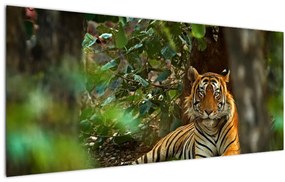 Tablou - Tigru odihnindu -se (120x50 cm)