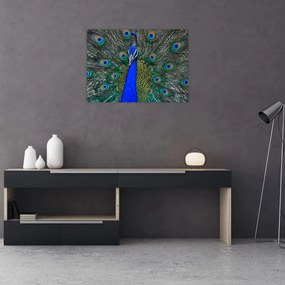 Tablou pe sticlă - Păun (70x50 cm)