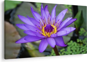 Tablou - Floare violet (90x60 cm)
