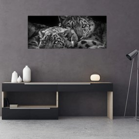 Tablou - Gheparzi care se odihnesc (120x50 cm)