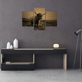 Tablou - Vacă scoțiană pe fugă (90x60 cm)