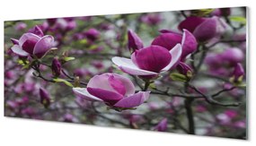 Tablouri pe sticlă magnolie violet