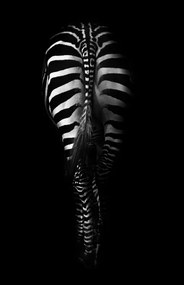 Fotografie Zebra Buttocks, Antonio Grambone