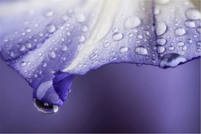 Tablou - Petală cu picături (90x60 cm)