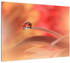Tablou pe sticlă picăturii de rouă pe floare (70x50 cm)
