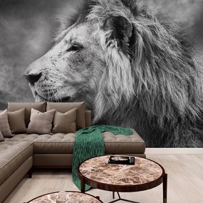 Tapet autoadeziv leul african în design alb-negru