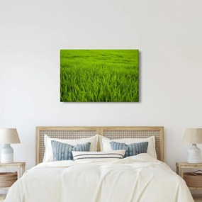 Tablou cu iaraba (90x60 cm)