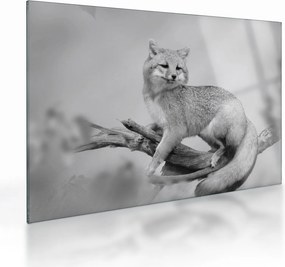 Tablou pe sticlă - Vulpe gri (70x50 cm)