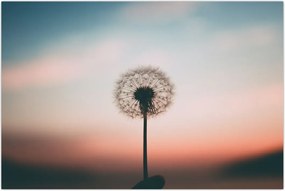 Tablou - Te țin, păpădie (90x60 cm)