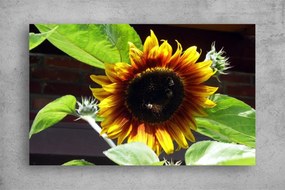 Tablouri Canvas Flori - Floarea soarelui