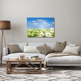 Tablou cu luncă înflorită cu margarete (70x50 cm)