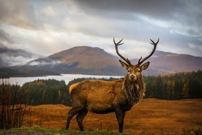 Fotografie Scottish Stag, Adrian Popan