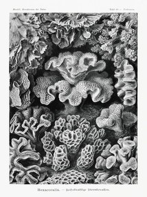 Reproducere Hexacoralla–Sechsstrahlige Sternkorallen, Ernst Haeckel