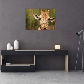 Tablou pe sticlă girafe (70x50 cm)