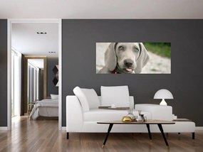 Tablou - cățeluș weimaraner (120x50 cm)