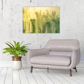 Tablou pe sticlă - Detaliu de primăvară natura cețoasă (70x50 cm)