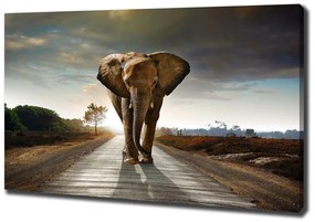 Print pe canvas Elefant de mers pe jos