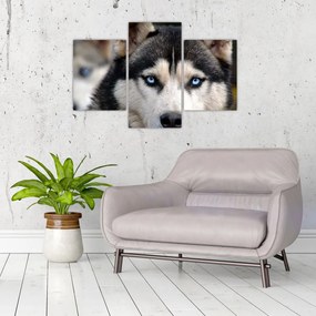 Tablou cu câinele husky (90x60 cm)