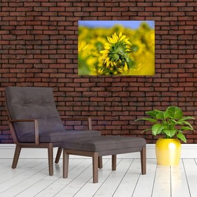 Tablou pe sticlă cu floarea soarelui (70x50 cm)