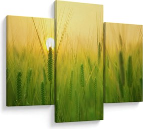 Tablou - Câmp cu cereale (90x60 cm)
