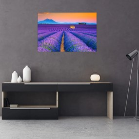 Tablou - Câmp de levănțica (90x60 cm)