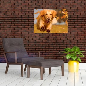 Tablou pe sticlă - Golden Retriever (70x50 cm)