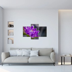 Tablou floarei (90x60 cm)