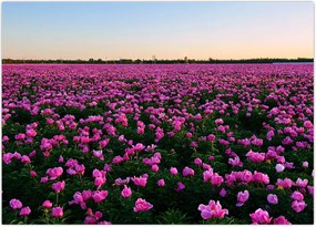 Tablou - Pajiștea cu lalele violet (70x50 cm)