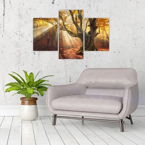 Tablou - Lumina de toamnă (90x60 cm)