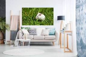 Tablou canvas hamster - 50x 40cm