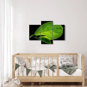 Tablou - frunză verde (90x60 cm)