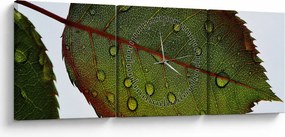 Tablou - Frunze de trandafir (cu ceas) (90x30 cm)